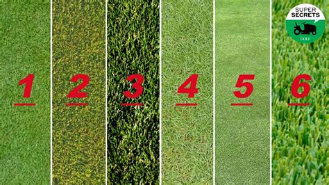Grass (type) .